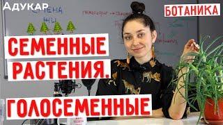 Семенные растения. Голосеменные | Биология ЕГЭ, ЦТ