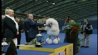 World's Largest Dog Show! | Wacky TV | Full Episode