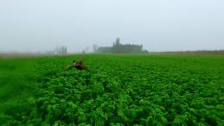 Hunting loads of pheasants in bad weather