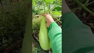 Picking fresh bottle gourd for soup 20.11: enjoy rural life, gardening & nature #nature #rurallife