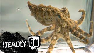 This Tiny Octopus Is Seriously Deadly! | Deadly 60 | BBC Earth Kids