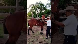 Comienzo de doma y hablande  con el abuelo