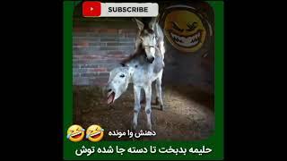 جفتگیری حیوانات.animals mating