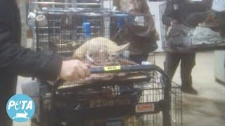 Animals Crammed into Small Cages and Auctioned Off