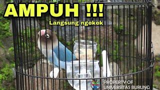 Pancingan Suara Lovebird ngekek panjang ASLI !!! 100 % Langsung Nyaut