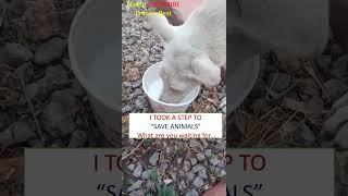 SAVE ANIMALS #shorts #youtubeshorts #viral #trending #dogs #saveanimals #dog #doglover