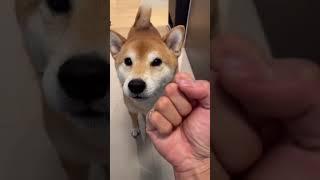 Shiba SCREAMS as owner feeds him