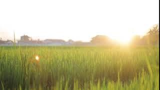 Rice Paddy Field [Stock Footage Free]