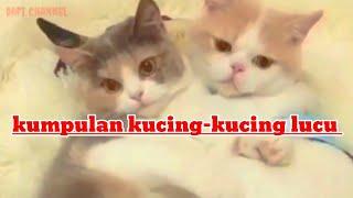 vidio lucu kucing; kumpulan kucing lucu bermain /dafi channel #kucinglucu #funnycats