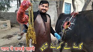 Foreign body in Cow | gye Shopper Kha gi| Dr Mohsin