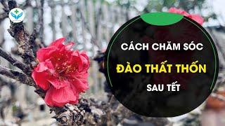 Cách chăm sóc Đào Thất Thốn sau Tết┃Nông Sản ND