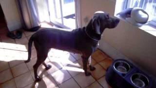 Be A Lady Shayne!!  Weimaraner from Boston