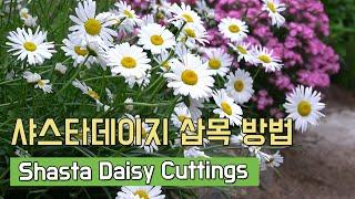 샤스타 데이지 삽목하는 방법 (Shasta Daisy Cuttings, シャスターデージーの挿し木の仕方)