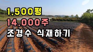 1,500평 땅에 유망조경수 14,000주 식재하기. 5년후 출하 목표. (블루엔젤, 문그로우, 블루애로우, 블루헤븐)