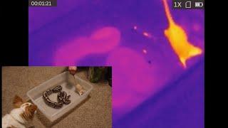 Python feeding under thermal vision