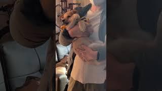 엄마 품에 안겨있는 묵직 감자 #강아지 #애견영상 #강아지유튜브