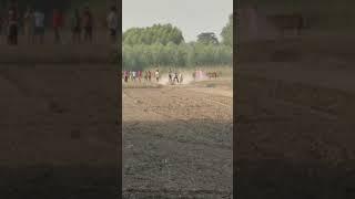 Bull cart racing top class Nagori bail #shorts