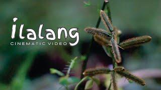 ILALANG | CINEMATIC VIDEO NATURE