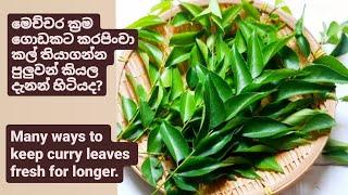මෙච්චර ක්‍රම ගොඩකට කරපිංචා කල්තියාගන්න පුලුවන් කියල දැනන් හිටියද?keep curry leaves fresh for longer.