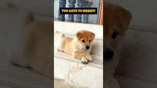 Adorable Dog Moments That Will Melt Your Heart | Cute Dog Video