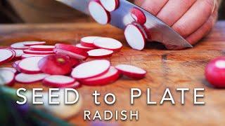 Seed to Plate - Radish E4