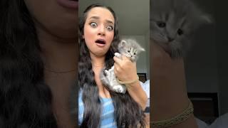 KITTEN CLEARLY PAYS NO BILLS! #shorts #familycomedy #funnykittens