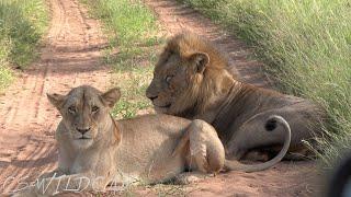 Vuyela Male Lion Mating with The Young Princess of the River Pride again!