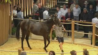 J1 - Top Price N°1 - 1 400 000E - N (DARDIZA 2023) - Vente Arqana de Yearlings d'Août 2024