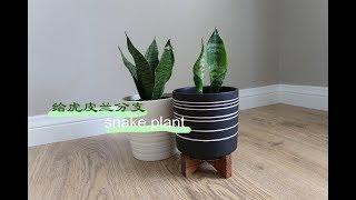 虎皮兰分株入盆 Snake plant