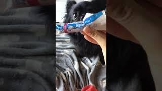 Stick dentaire Health care mini hamiform zoomalia