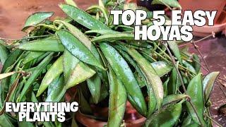 TOP 5 STUNNING AND EASY HOYAS FOR BEGINNERS | Rare And Common #hoya #houseplants #easycare