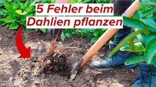 Dahlien pflanzen - Diese 5 Fehler unbedingt vermeiden!