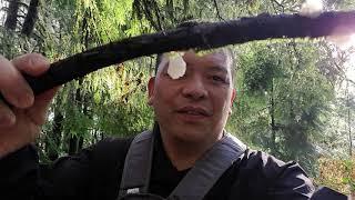 Wow. Fond a cat tongue mushroom on my hike! energy booster !