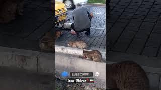 The kindness of a man from Shiraz, Iran#walk_with_me #iran daily life#shiraz iran