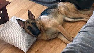 What It's Like Owning a German Shepherd