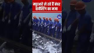 #Shorts |  मछुआरे ले रहे हैं बंपर हार्वेस्टिंग का मजा | #BumperHarvestinf #ChinaFishMarket