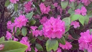 PJM Rhododendron Plant Profile