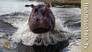  Hippo Attacks and Chase Wildlife Filmmaker | CAUGHT IN THE ACT 