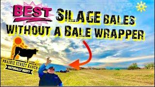 1 Terrific way to SILAGE bales without a BALE wrapper 