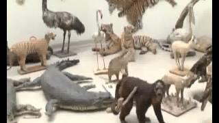 Lahore Zoo Embalm Animal Museum Pkg By Tazeen Malik City42