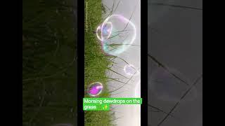 Morning dewdrops on the grass #song #love #viral #nature #youtubeshorts #viralvideo #shortvideo 