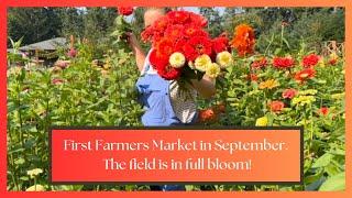 First September Farmer’s Market: Harvesting & Selling Cut Flowers from a Blooming Field!