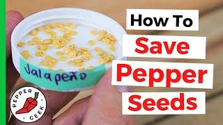 How To Save Pepper Seeds To Grow Next Year - Pepper Geek