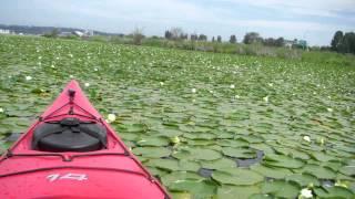 Sterling Milfoil Removal - Aquatic Weed Control