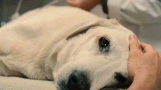Top 10 Saddest Animal Deaths in Movies