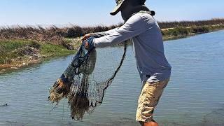 Lucky! Fisherman Catches Two Large Tilapia with Cast Net