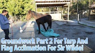 Groundwork Part 2 For Tarp And Flag Acclimation For Sir Wilde