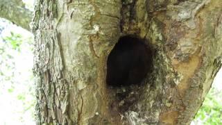 The sound of starling chicks