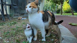 Kitten asking milk from her mommy