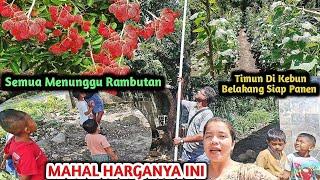 Panen Rambutan Dan Kebun Belakang Rumah timunnya Sudah bisa Di Panen